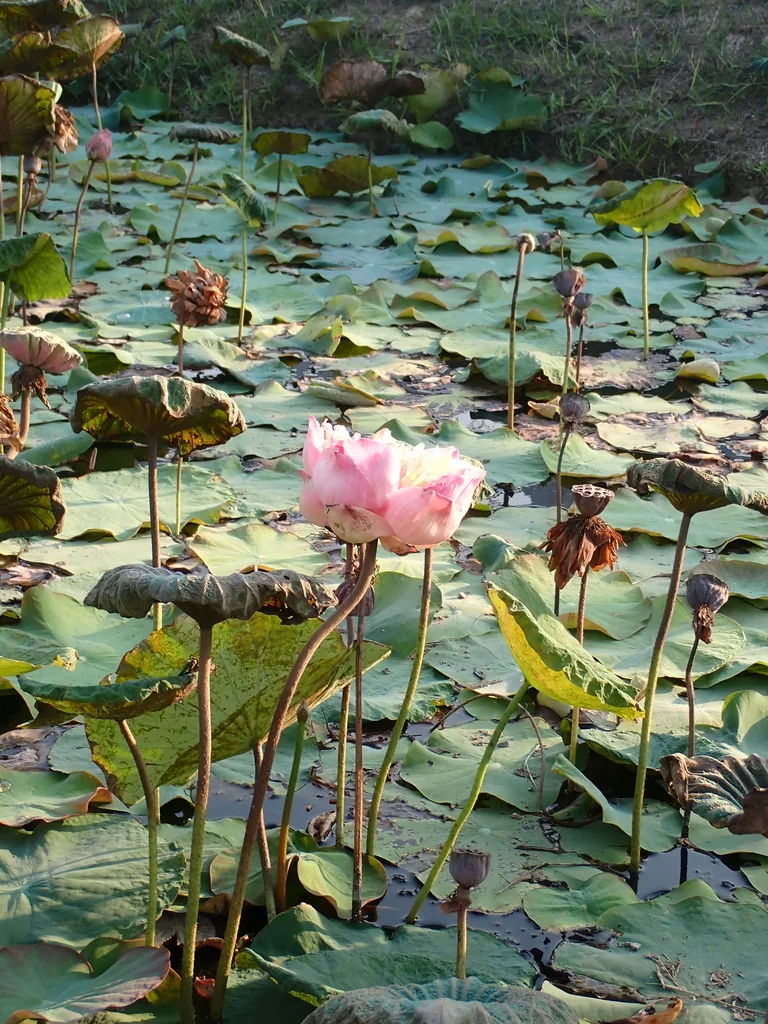 Nelumbo Nucifera
