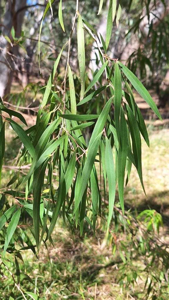 Agonis Flexuosa
