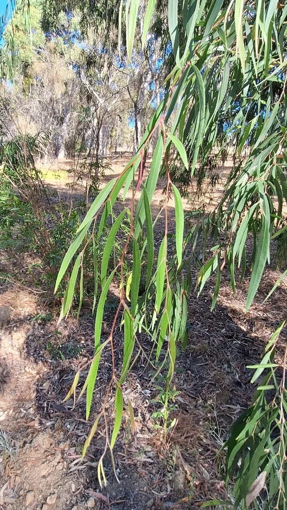 Agonis Flexuosa