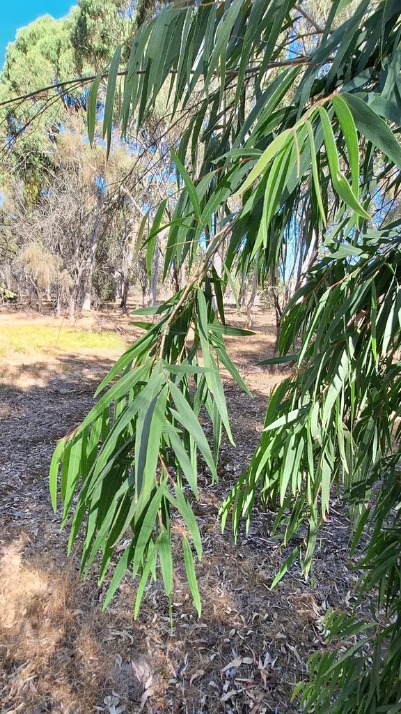 Agonis Flexuosa