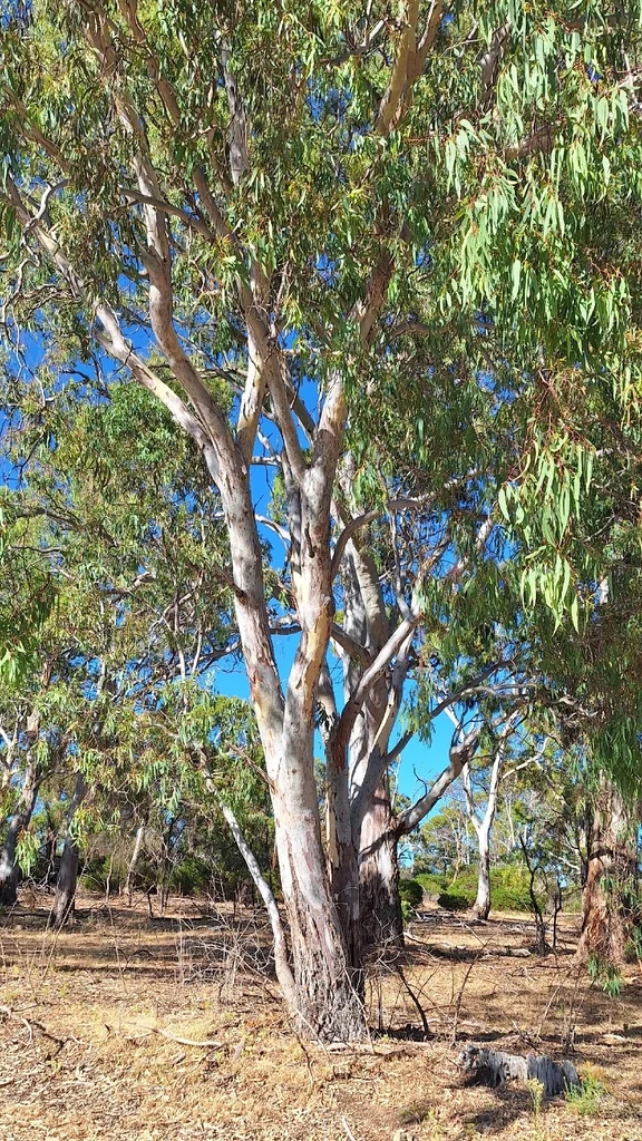 Eucalyptus Camaldulensis