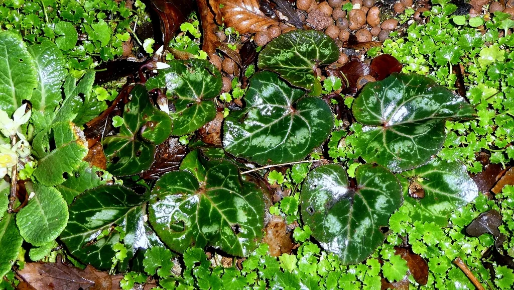 Cyclamen Persicum