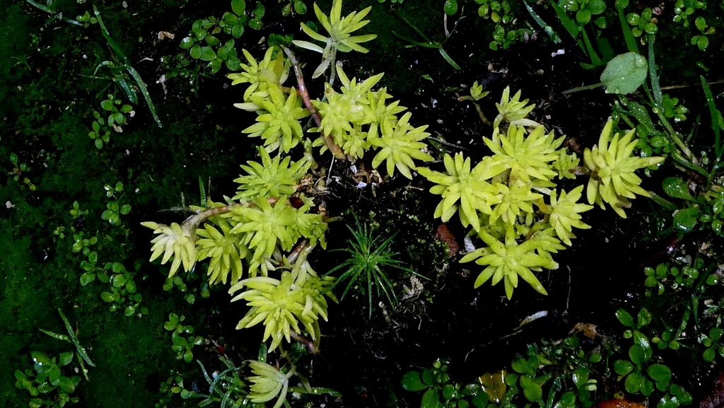Sedum mexicanum