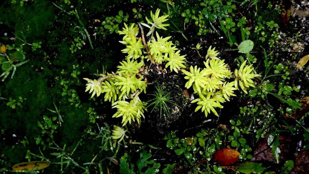 Sedum mexicanum