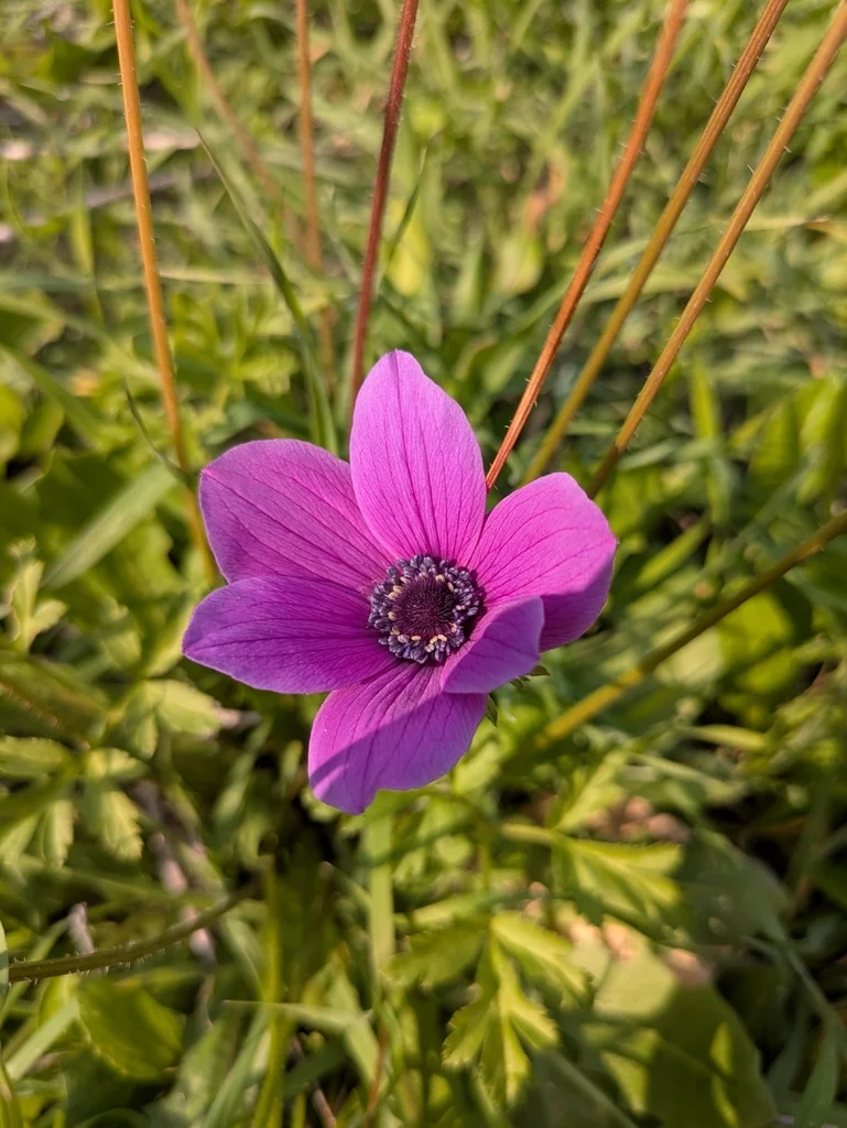 Anemone Coronaria