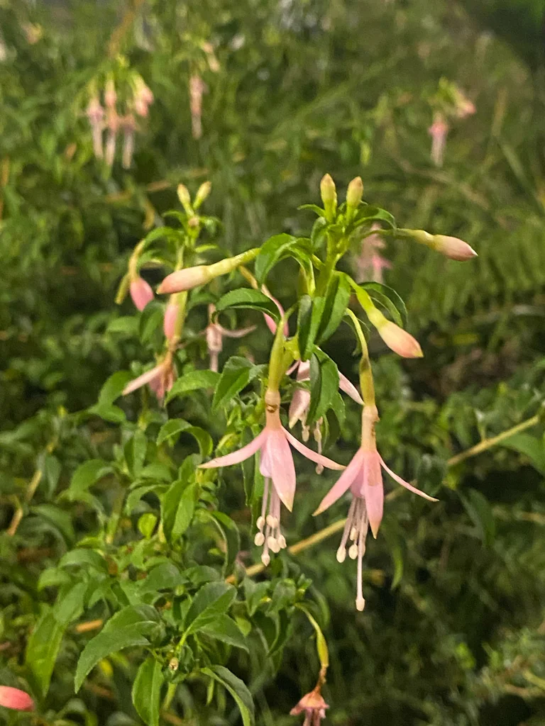 Fuchsia Magellanica