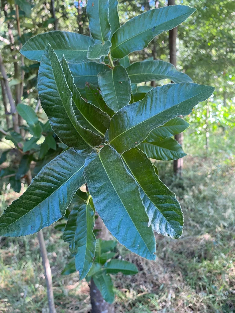 Eucryphia Cordifolia