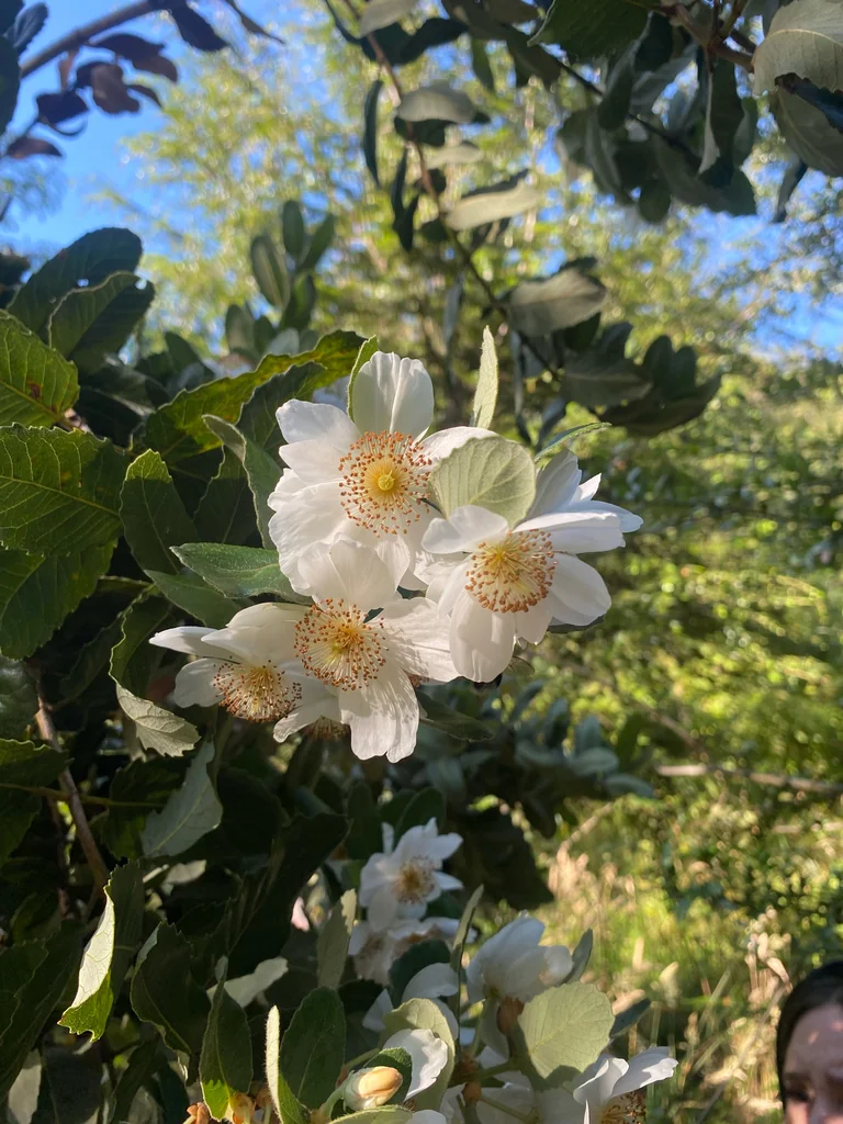 Eucryphia Cordifolia