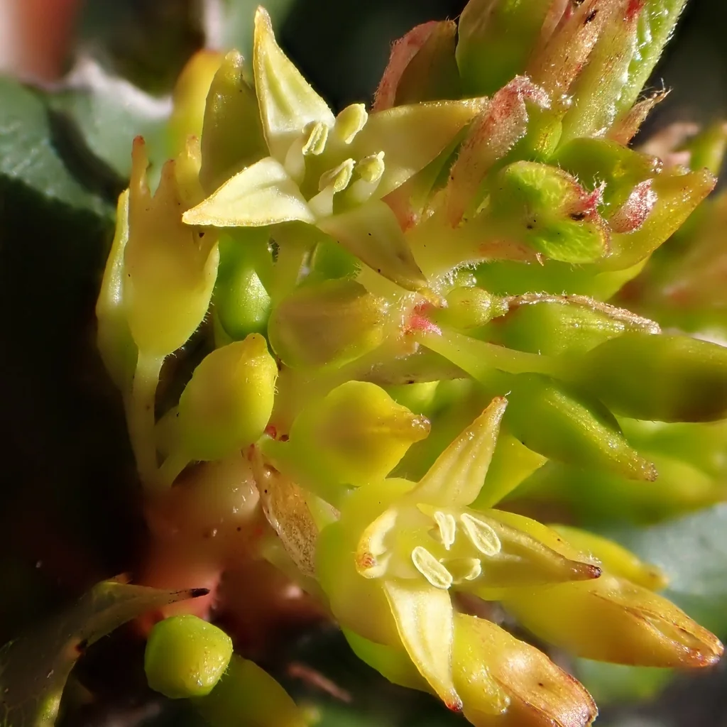 Rhamnus Ilicifolia