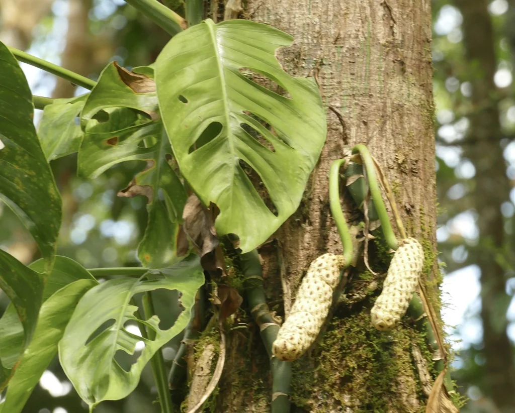Monstera adansonii