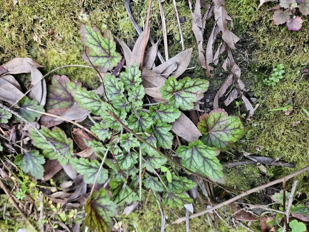 Heuchera Micrantha