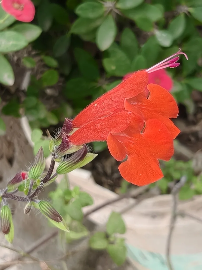 Salvia coccinea