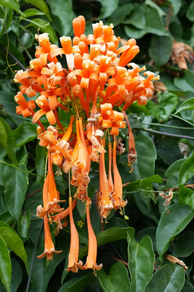 Pyrostegia Venusta