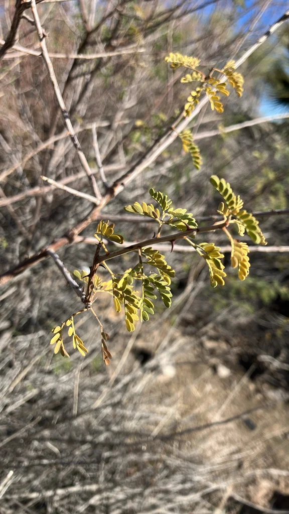 Acacia Greggii