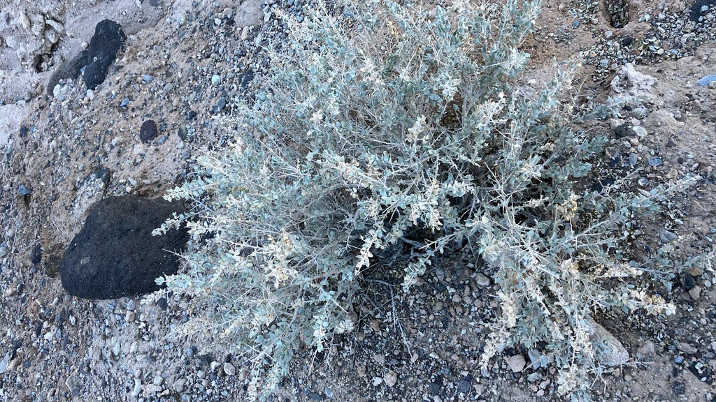 Atriplex Confertifolia