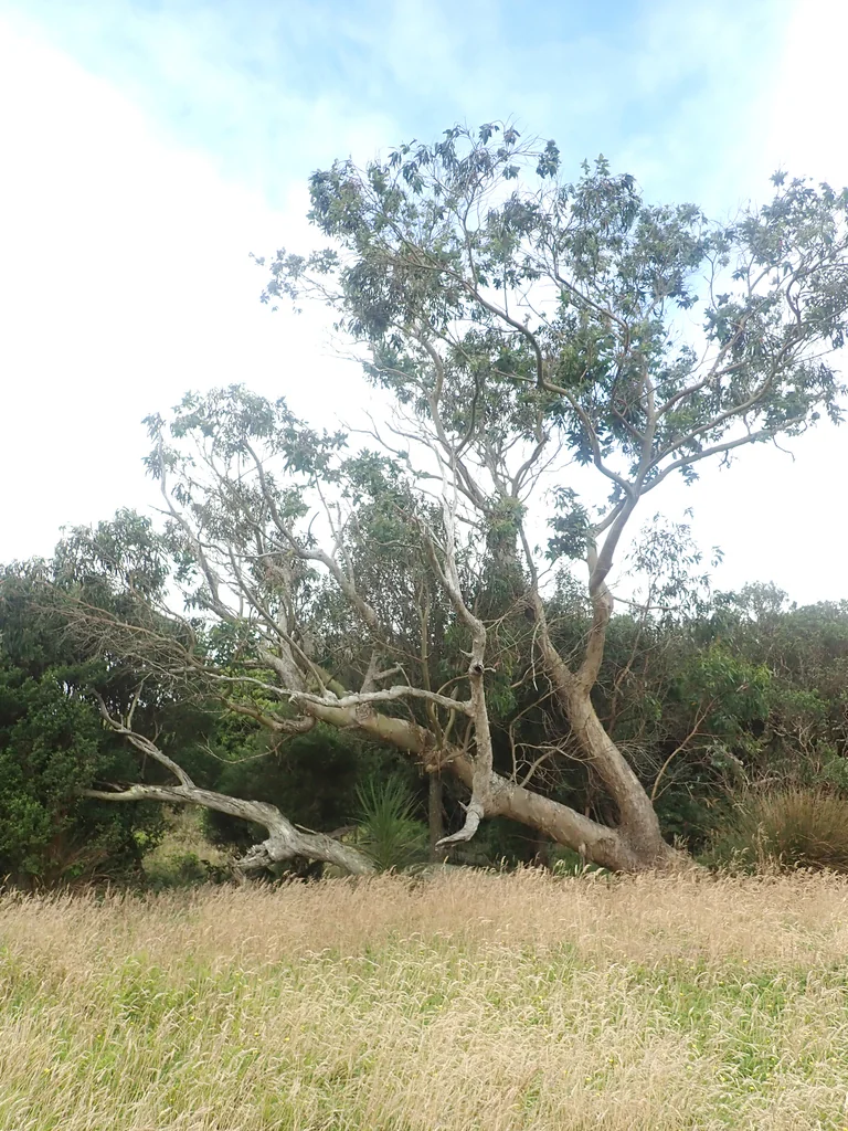 Eucalyptus Globulus