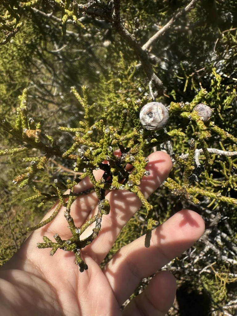 Juniperus Californica