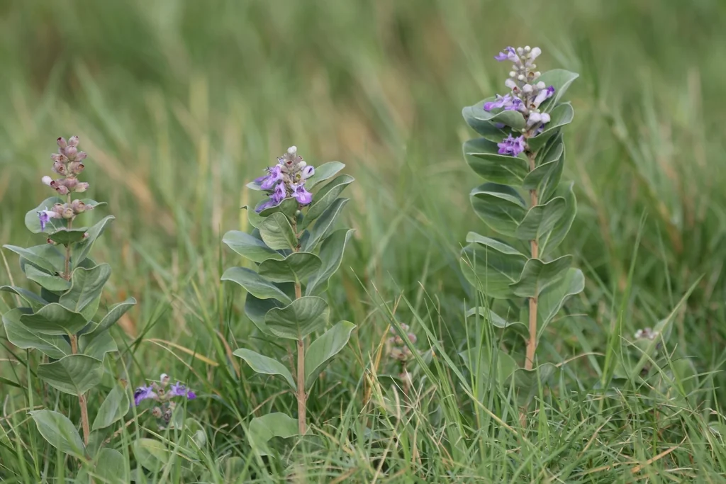 Vitex Rotundifolia