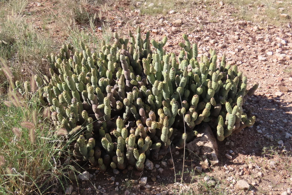 Tephrocactus Articulatus