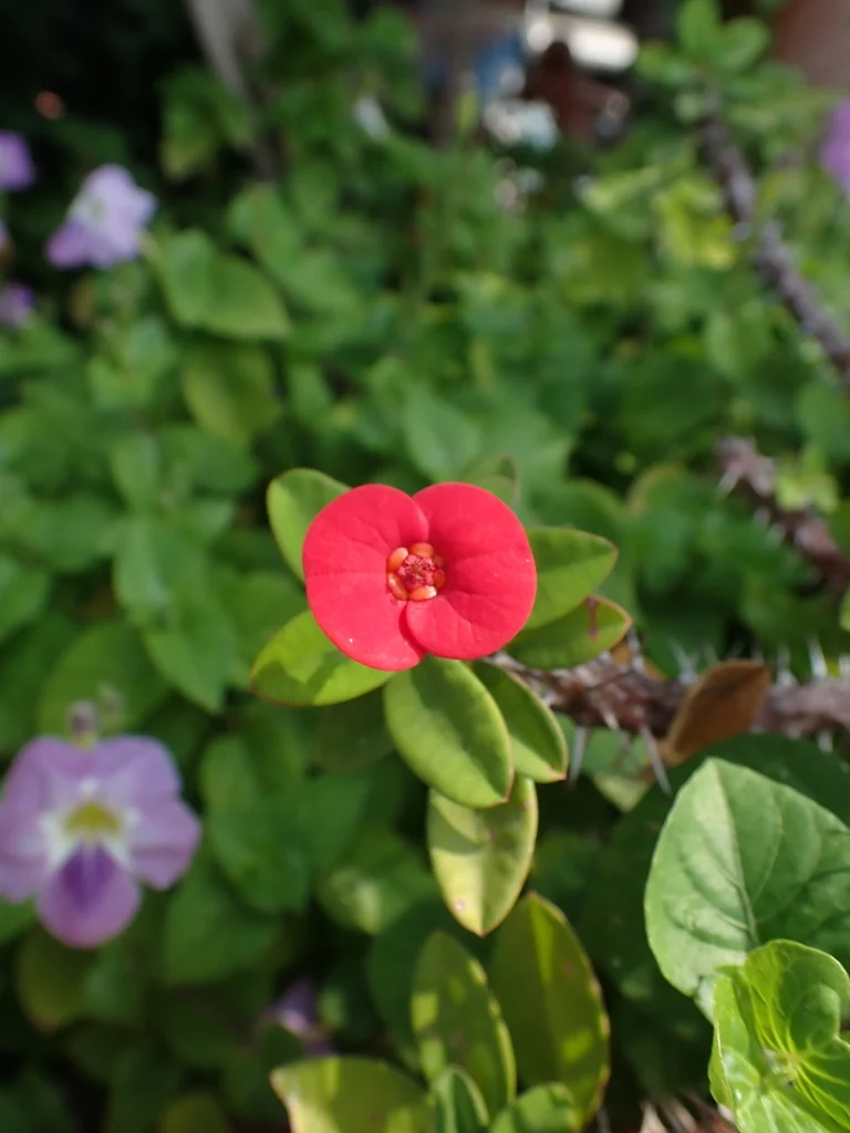 Euphorbia Milii