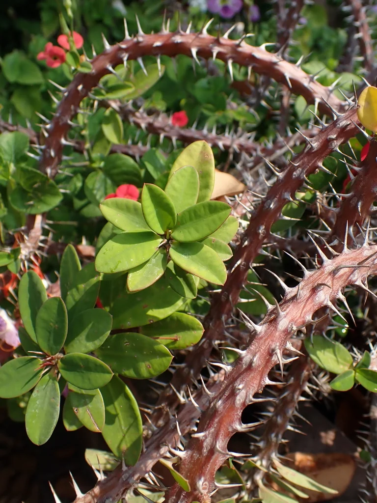 Euphorbia Milii
