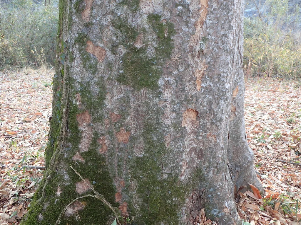 Zelkova Serrata