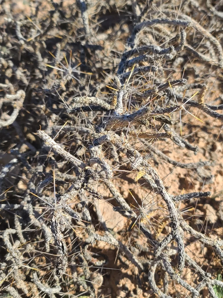 Cylindropuntia Ramosissima