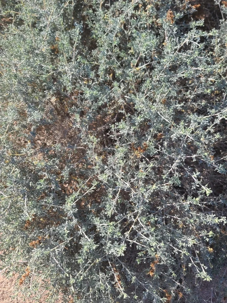 Ambrosia Dumosa