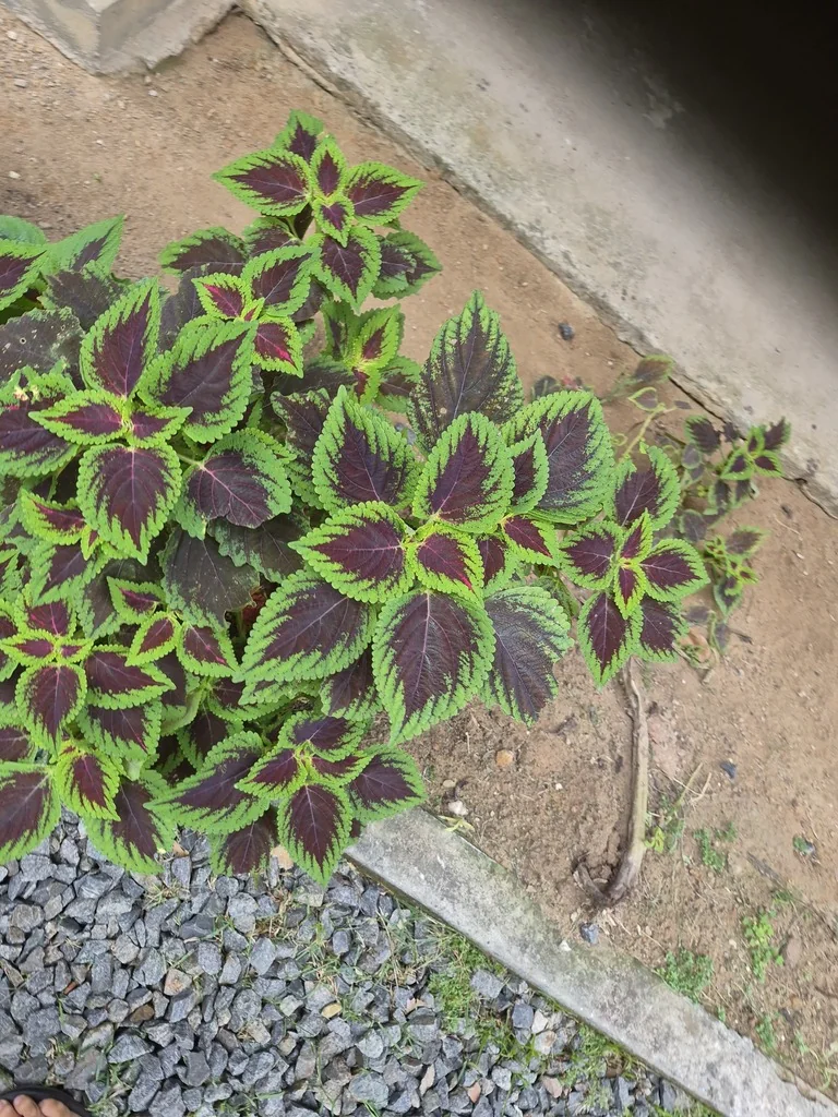 Coleus scutellarioides