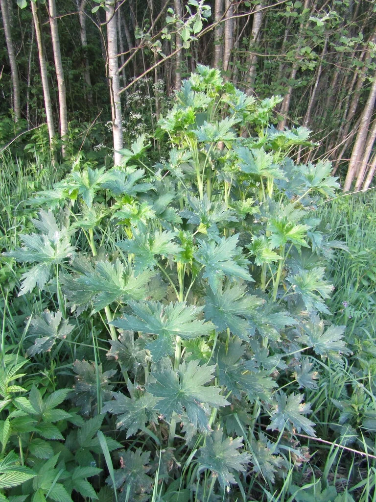 Delphinium Elatum
