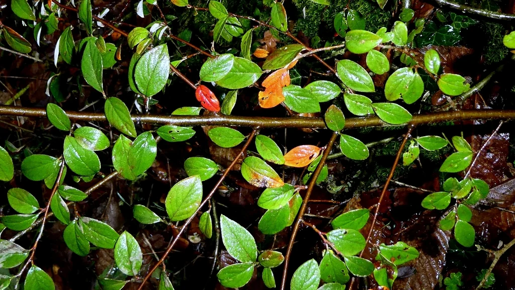 Cotoneaster Franchetii