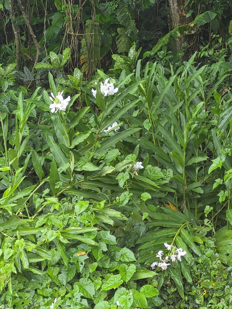 Hedychium Coronarium