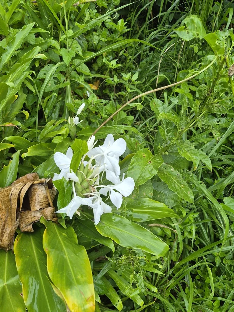 Hedychium Coronarium