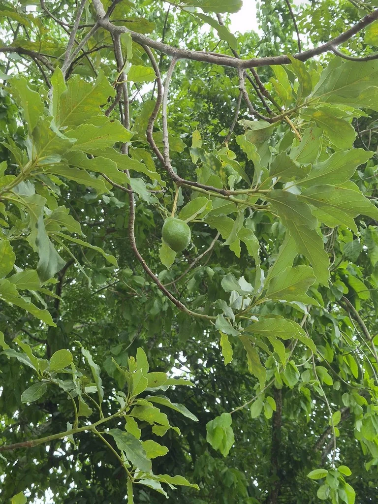 Persea Americana