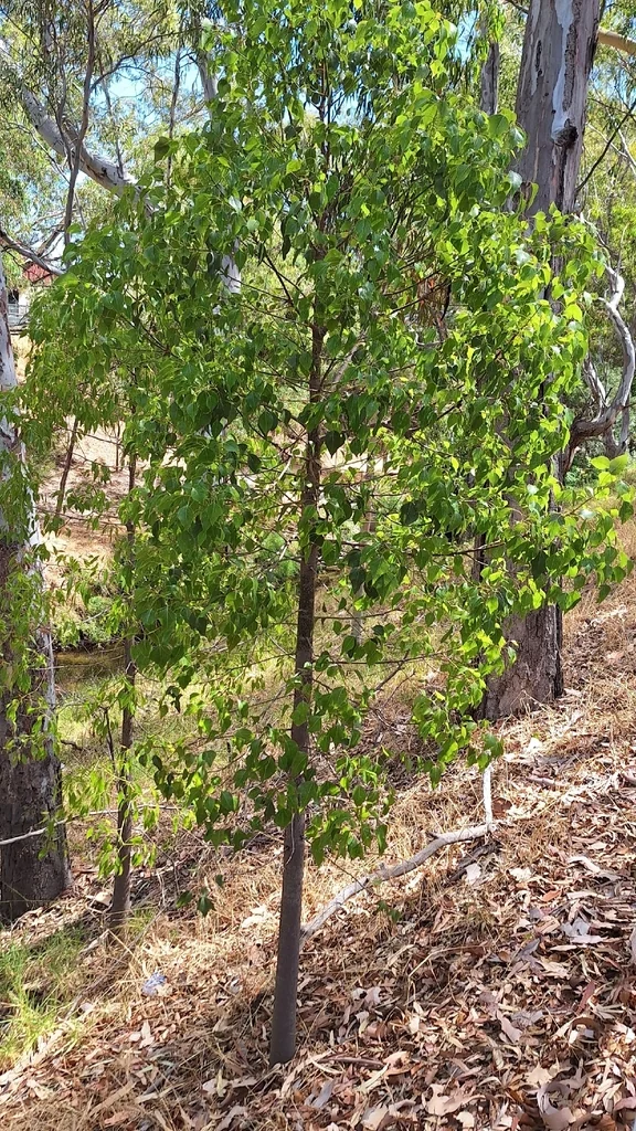 Brachychiton Populneus