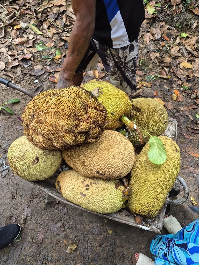 Artocarpus Heterophyllus