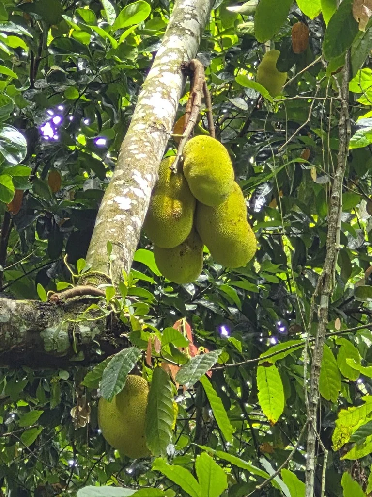 Artocarpus Heterophyllus