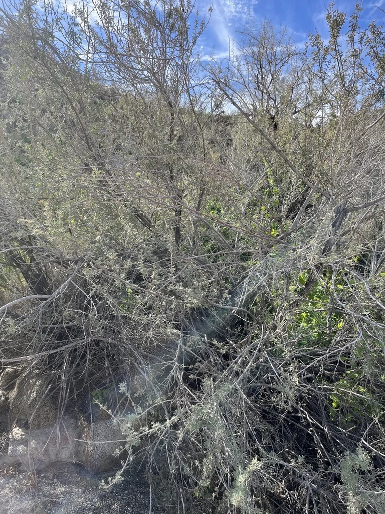 Acacia Greggii