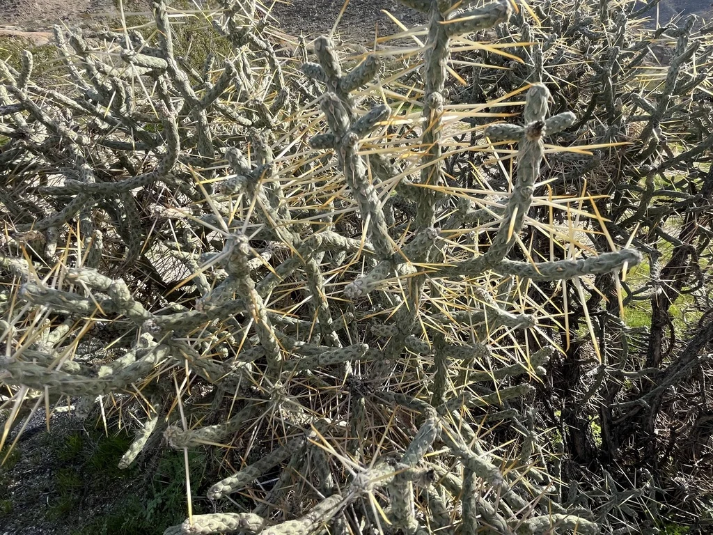 Cylindropuntia Ramosissima