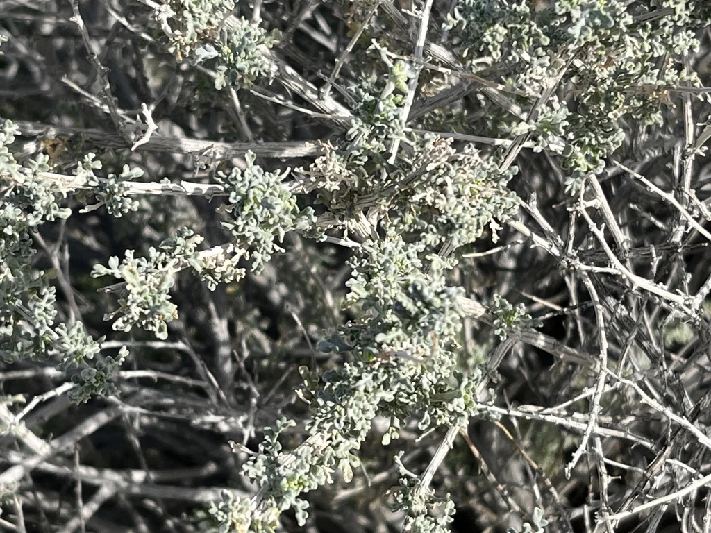 Ambrosia Dumosa