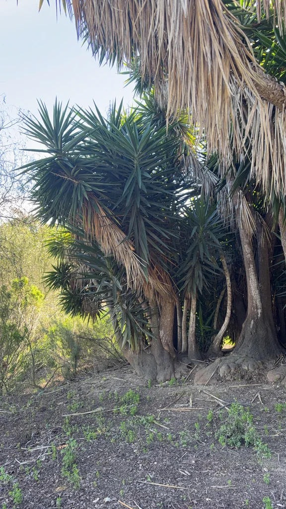 Yucca Elephantipes