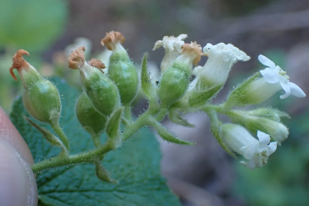 Ribes Indecorum