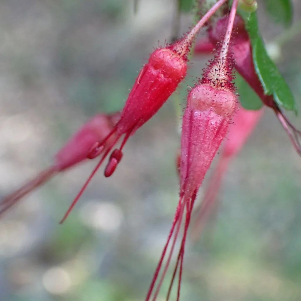 Ribes Speciosum