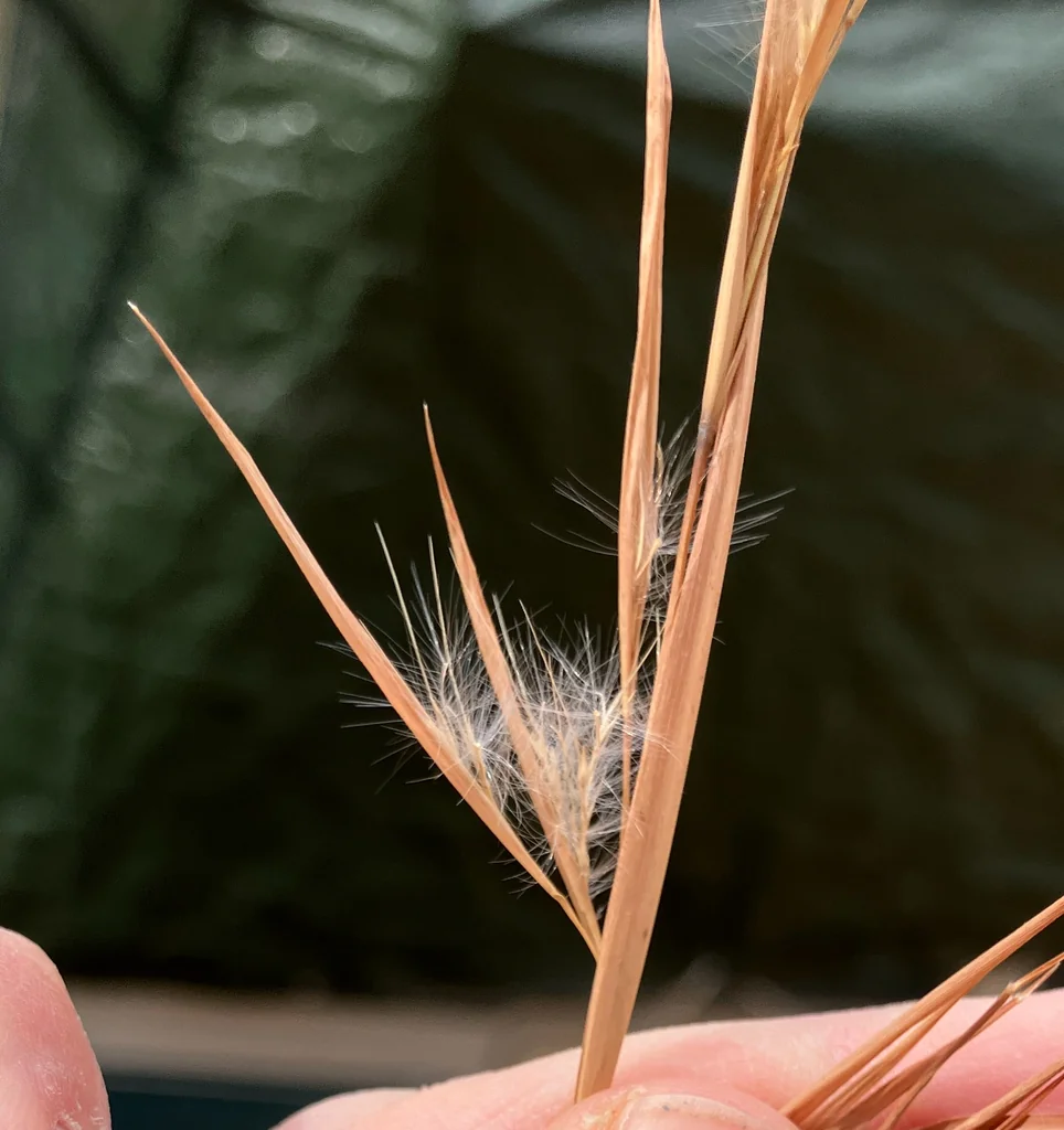 Andropogon Virginicus