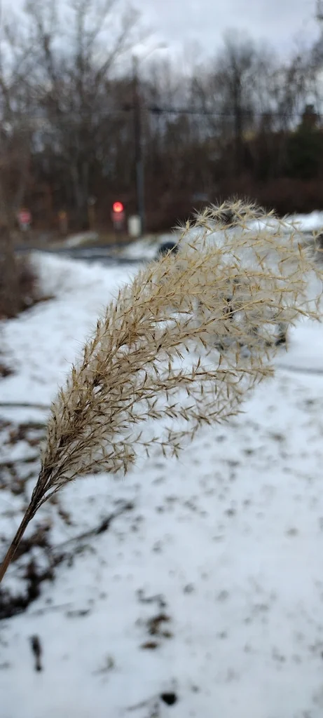 Miscanthus Transmorrisonensis