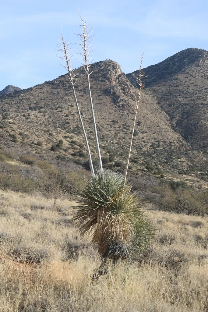 Yucca Elata