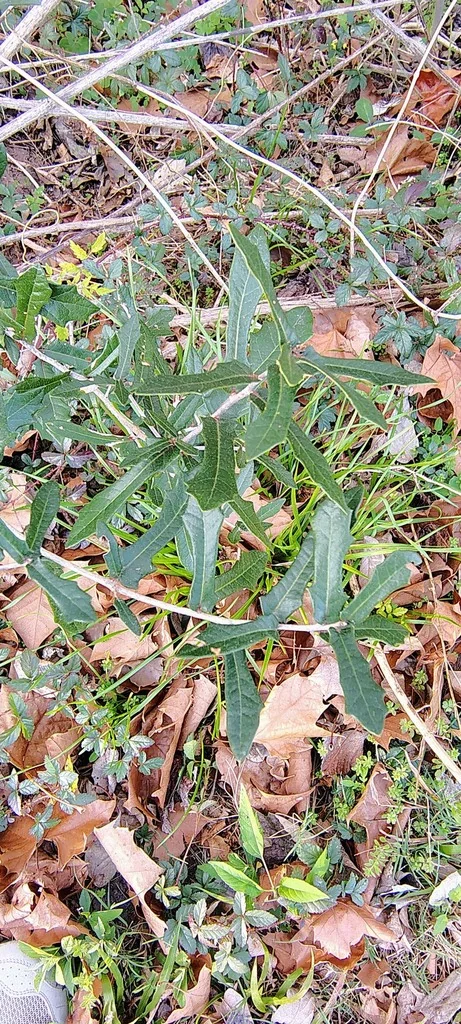 Quercus Virginiana