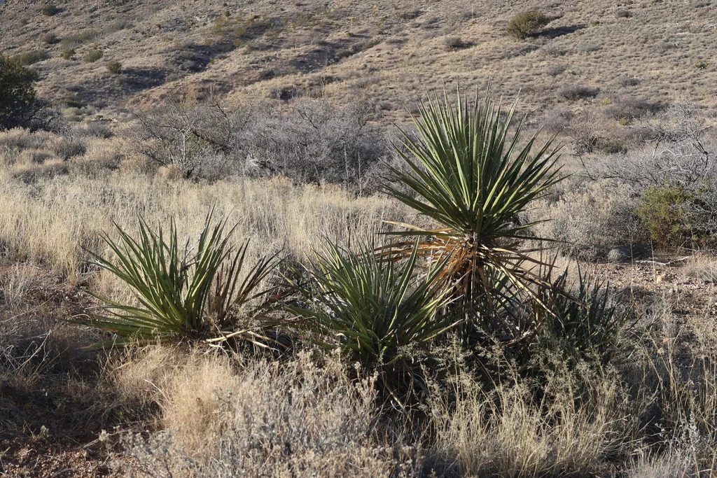 Yucca Baccata