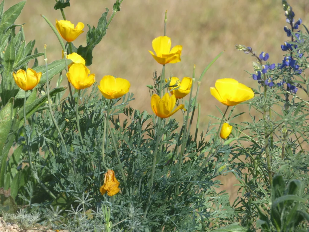 Eschscholzia Mexicana