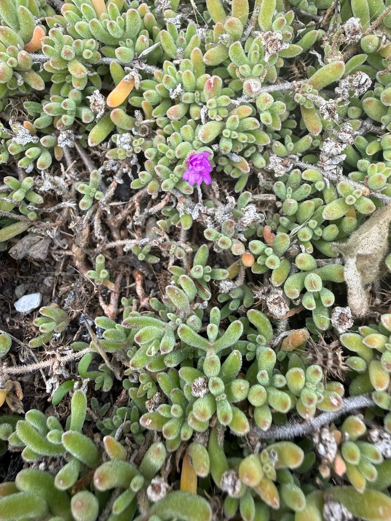 Drosanthemum Floribundum